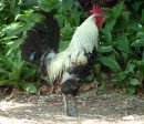 Rooster_MLA
